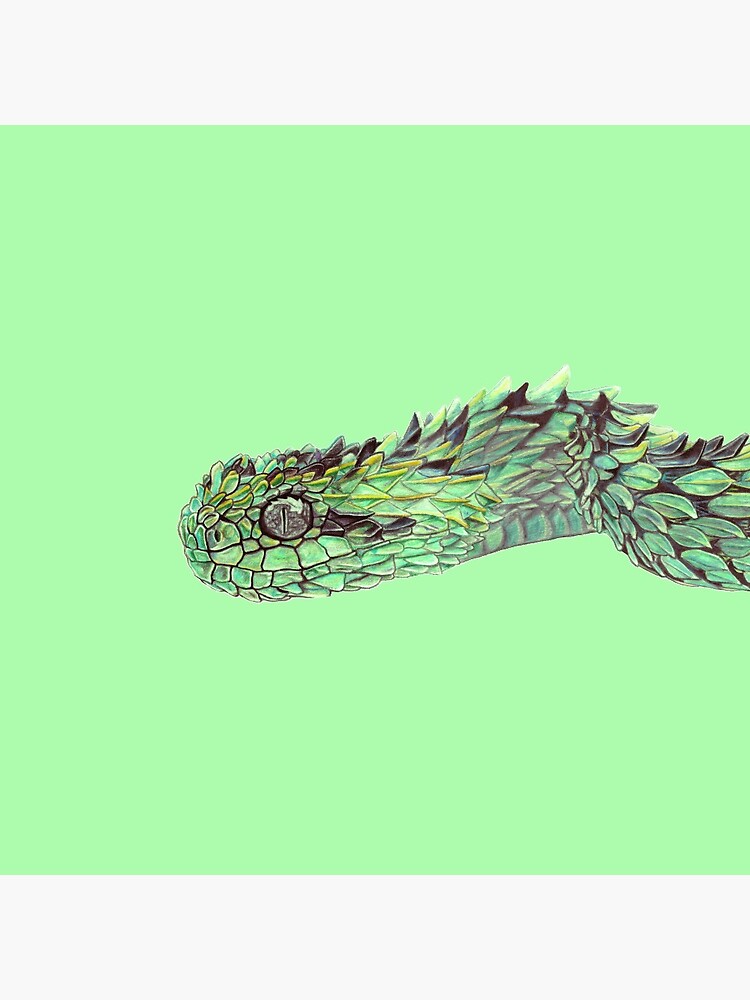 Spiny Bush Viper Poster for Sale by Influnecedby