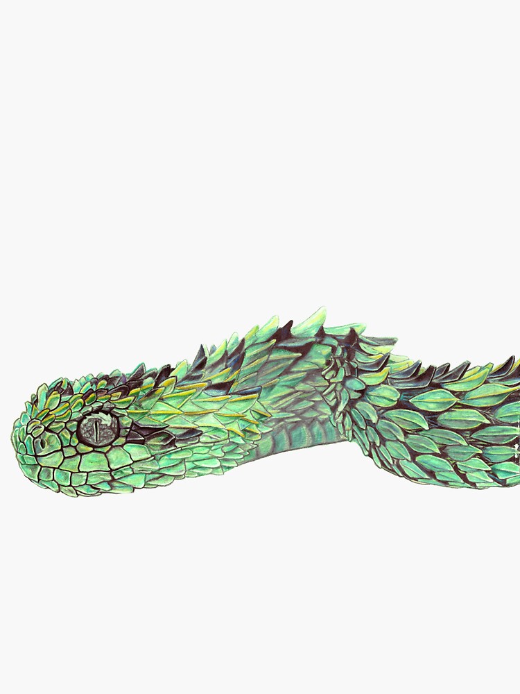 Atheris chlorechis Sticker for Sale by RyuTheDragon