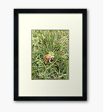 Toad in the Grass Framed Print