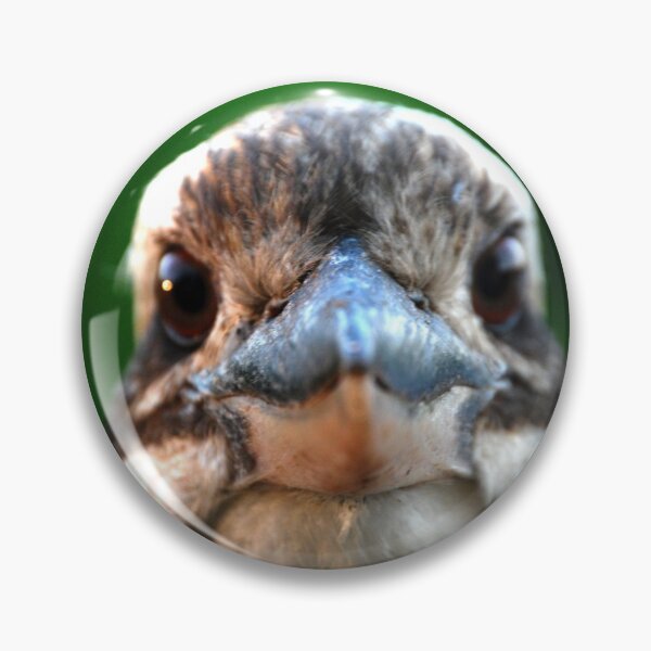 Item preview, Staring Kookaburra  designed and sold by Digitaldingo.
