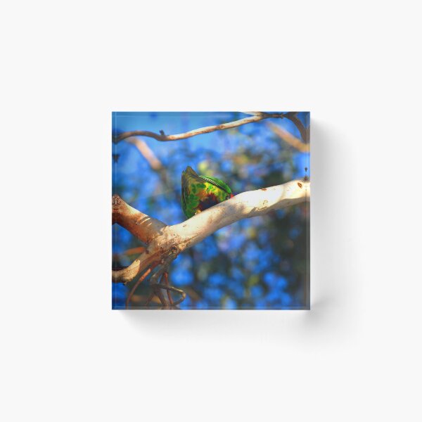 Item preview, Rainbow Lorikeet Beautiful Bottom designed and sold by Digitaldingo.
