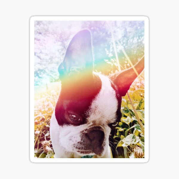Rainbow Boston Terrier Sticker