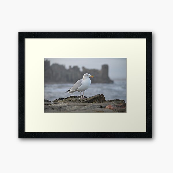 Seagull in Front of St Andrews Castle Framed Art Print