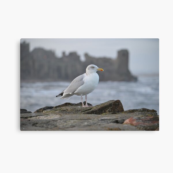Seagull in Front of St Andrews Castle Canvas Print