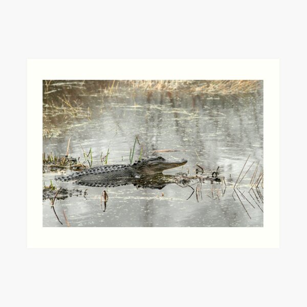 Gator Day Art Print