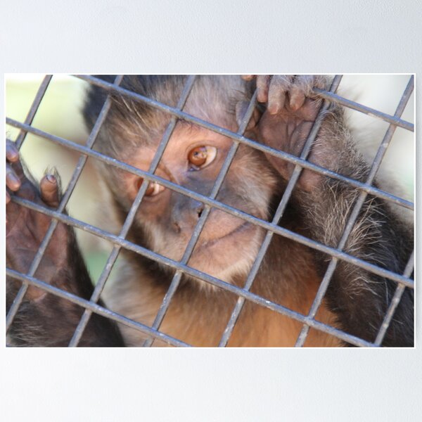 Artikelvorschau, cute monkey entworfen und verkauft von AshBishop.
