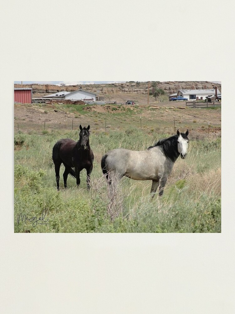 Thumbnail 2 of 3, Photographic Print, Horsin' Around designed and sold by Visual Diversity.