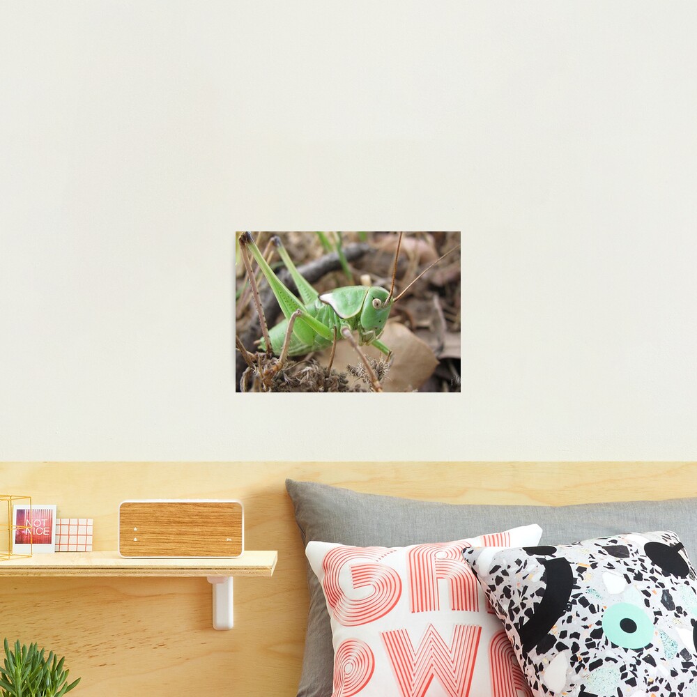 Green Grasshopper Photographic Print
