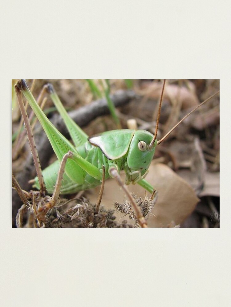Alternate view of Green Grasshopper Photographic Print