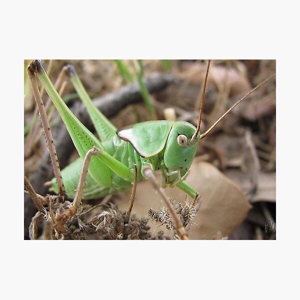Green Grasshopper Photographic Print