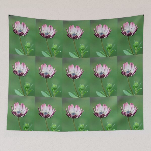 Item preview,  Osteospermum designed and sold by John Ray.