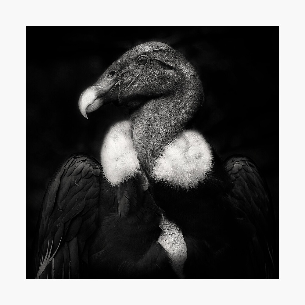 Andean Condor Poster By Dance Redbubble