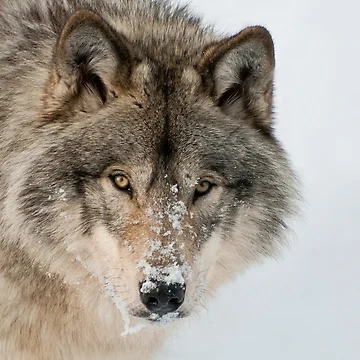 Vorschaubild zum Design Timber Wolf von WolvesOnly