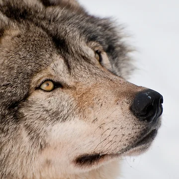 Artwork thumbnail, Timber Wolf by WolvesOnly