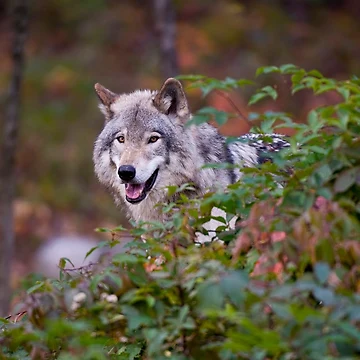 Vorschaubild zum Design Timber Wolf von WolvesOnly
