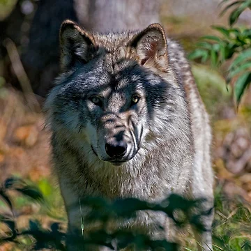Vorschaubild zum Design Timber Wolf von WolvesOnly