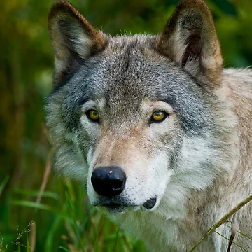 Artwork thumbnail, Timber Wolf by WolvesOnly