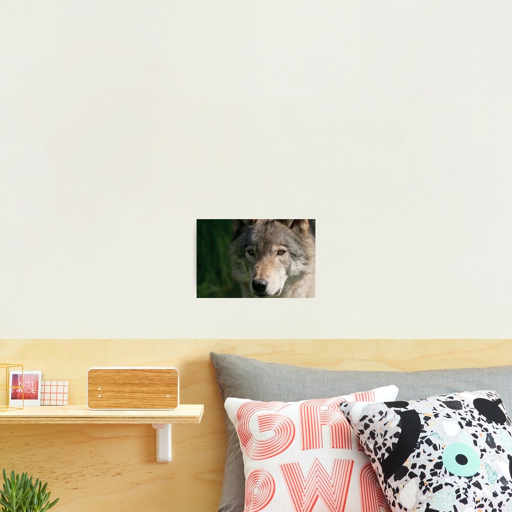 Item preview, Photographic Print designed and sold by WolvesOnly.