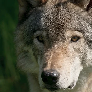 Vorschaubild zum Design Timber Wolf von WolvesOnly