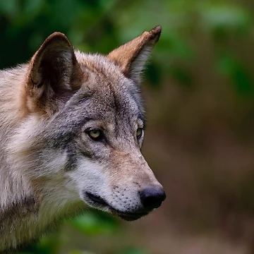 Artwork thumbnail, Timber Wolf by WolvesOnly
