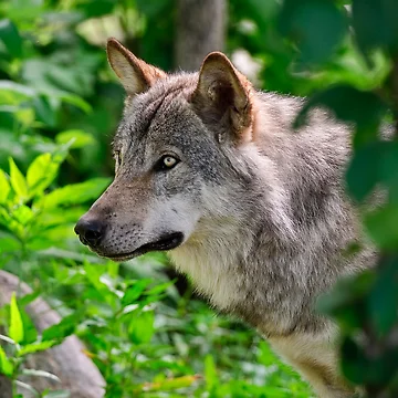 Vorschaubild zum Design Timber Wolf von WolvesOnly