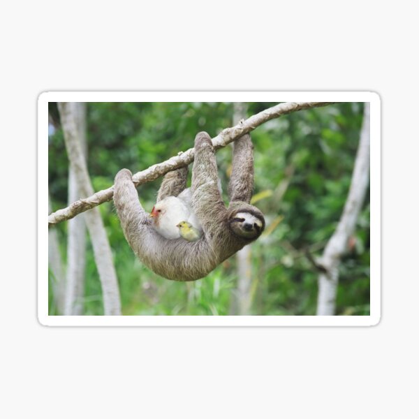 Sloth and mother hen Sticker