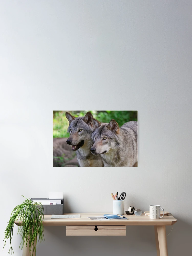 Thumbnail 2 of 3, Poster, Timber Wolves designed and sold by WolvesOnly.