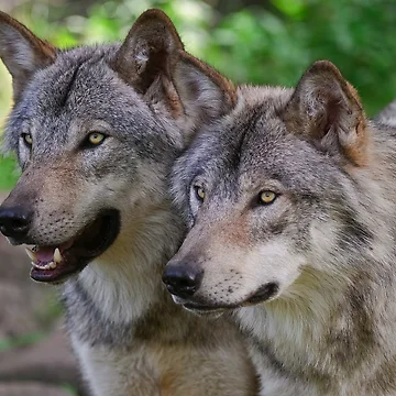 Artwork thumbnail, Timber Wolves by WolvesOnly