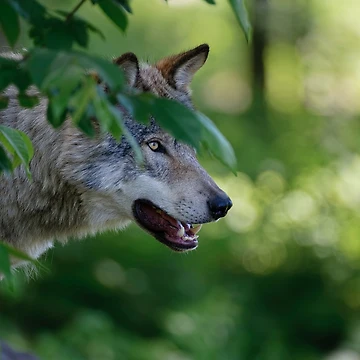 Artwork thumbnail, Timber Wolf by WolvesOnly