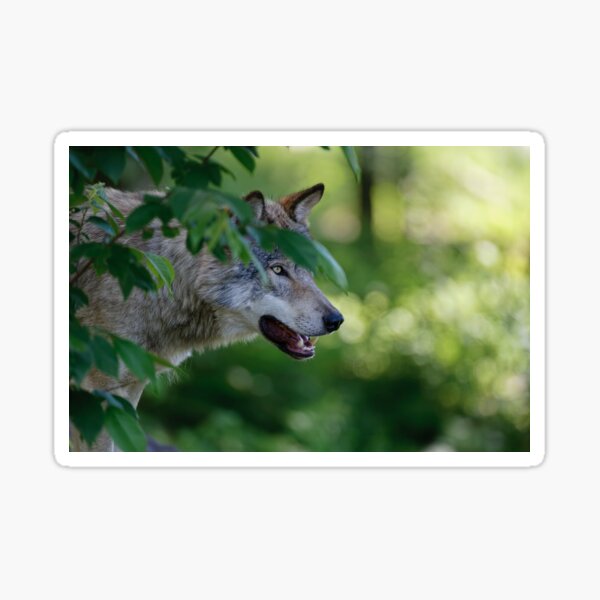 Timber Wolf Sticker