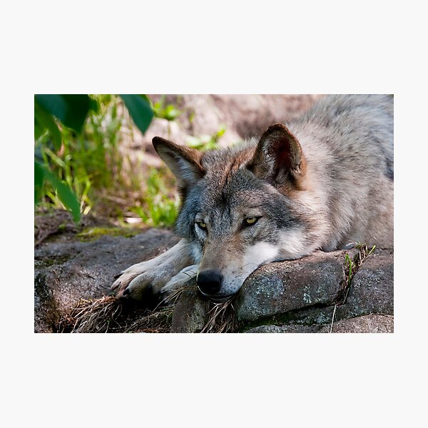 Timber Wolf Photographic Print