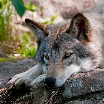 Vorschaubild zum Design Timber Wolf von WolvesOnly