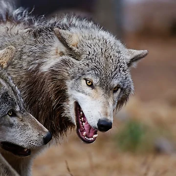 Artwork thumbnail, Timber Wolves by WolvesOnly