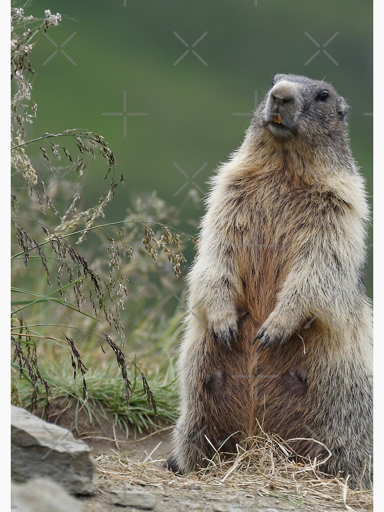 MARMOT - ヤマタビ 15 グレー Alpine Marmot (marmota Marmota #5 Metal Print by Martin