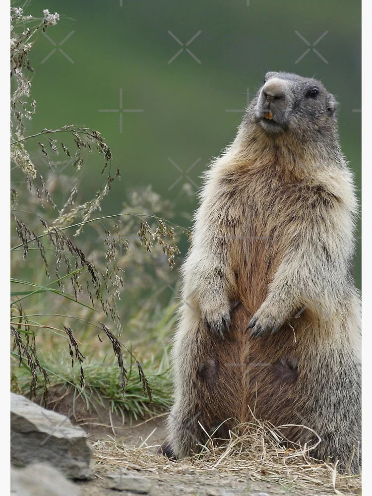 MARMOT - ヤマタビ 15 グレー flat,750x,075,f-pad,750x1000,