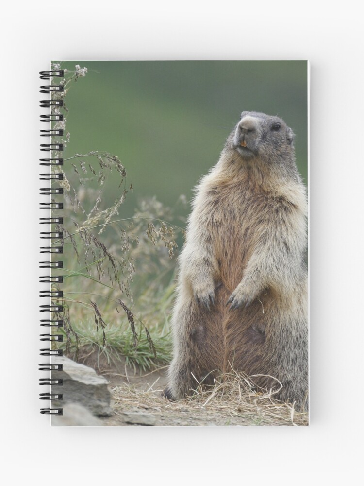 MARMOT - ヤマタビ 15 グレー DSC_0179__61798.1699298993.JPG?c=2