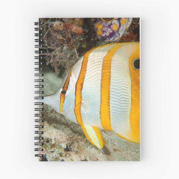 Item preview, Beaked Coralfish, Kapalai, Sabah, Malaysia designed and sold by Erik Schlogl.