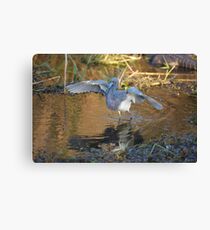 Little Blue Heron Dancing Canvas Print