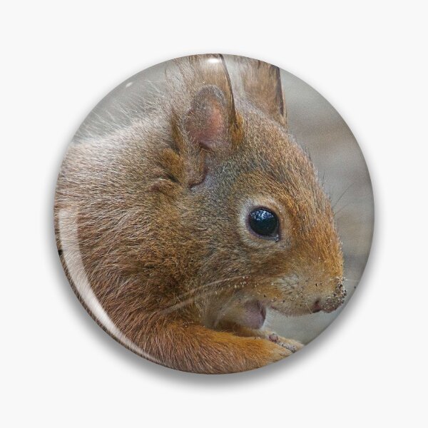 Item preview, Red squirrel, Formby, England designed and sold by Beverley Goodwin.