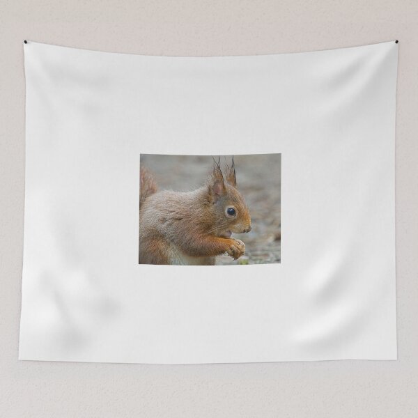 Item preview, Red squirrel, Formby, England designed and sold by Beverley Goodwin.