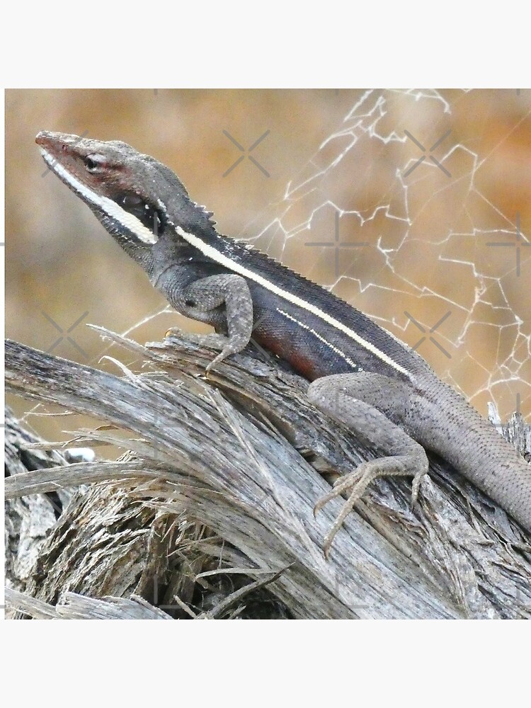 Gilbert's Dragon On a Log by snibbo71