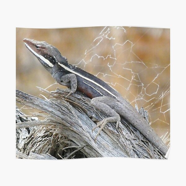 Gilbert's Dragon On a Log Poster