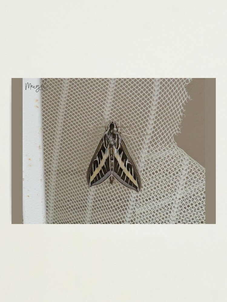Alternate view of Screen Door Moth Photographic Print