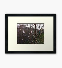 Flowering Tree Framed Print