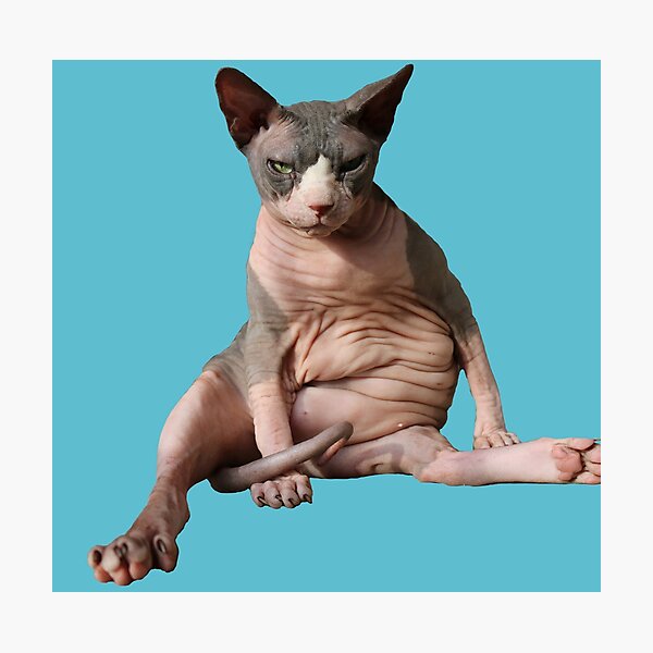 Item preview, Giant hairless cat: Teal designed and sold by nekodokai1.