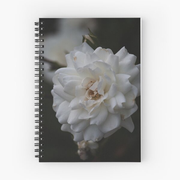 Item preview, Open White Rose designed and sold by dmlb photography.