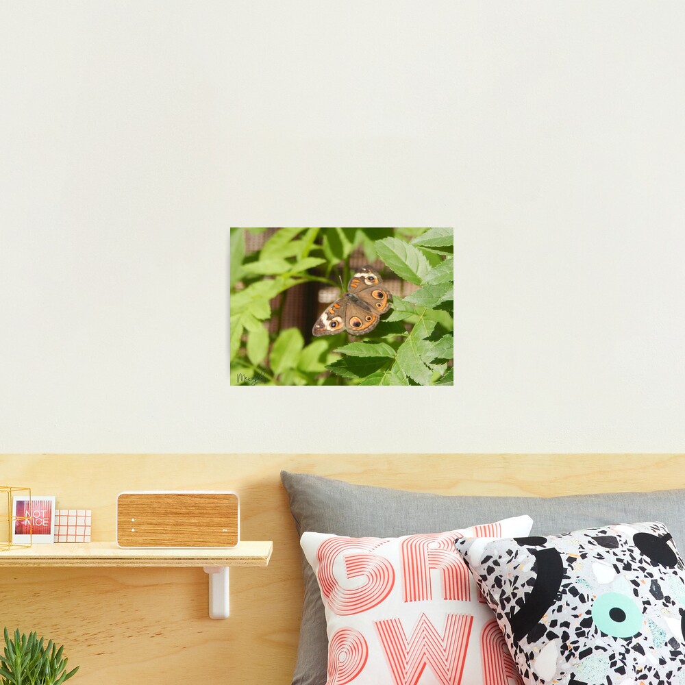 Big Brown Orange Black Eyed Butterfly Photographic Print