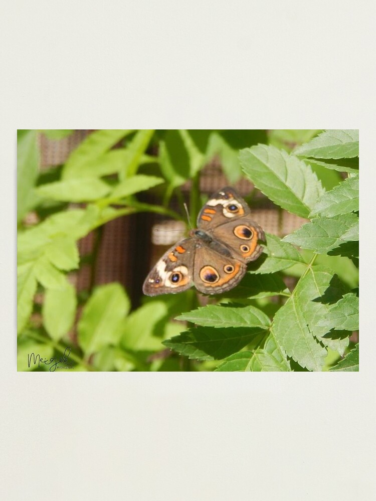 Alternate view of Big Brown Orange Black Eyed Butterfly Photographic Print