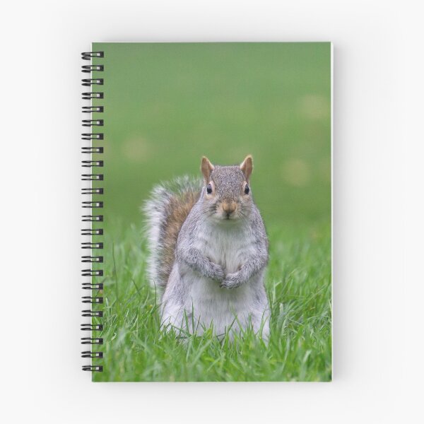 Item preview, Cheeky grey squirrel, Hyde Park, London designed and sold by Beverley Goodwin.