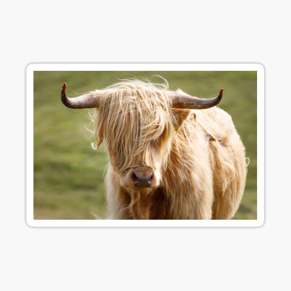 Schottische Hochrandland Rind Sticker